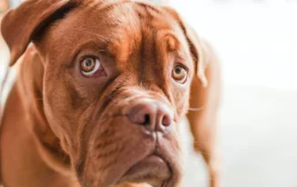 Scienza, il cane capta le nostre intenzioni